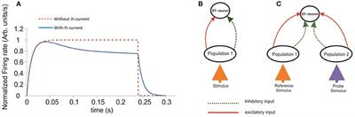 Short and Long-Term Attentional Firing Rates Can Be Explained by ST-Neuron Dynamics